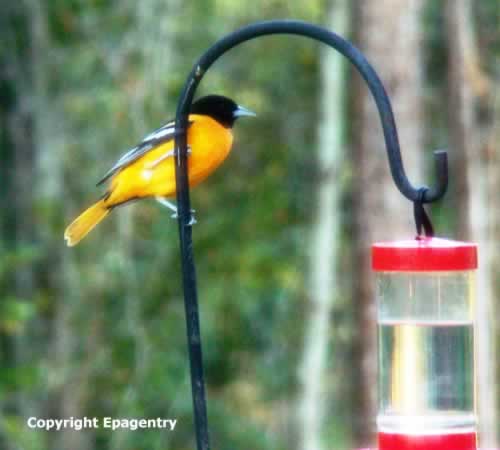 photo of Baltimore Oriole on hummingbird feeder in Tyler Texas
