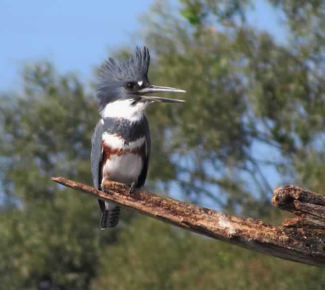 Belted Kingfisher