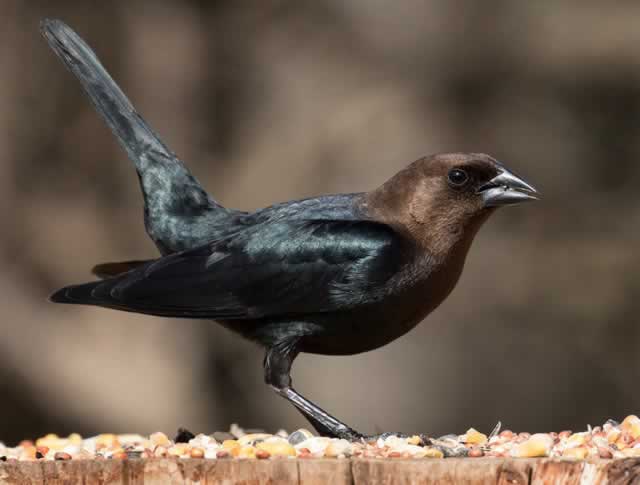 Brown-Headed Cowbird
