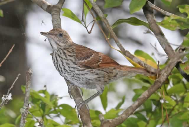 Brown Thrasher