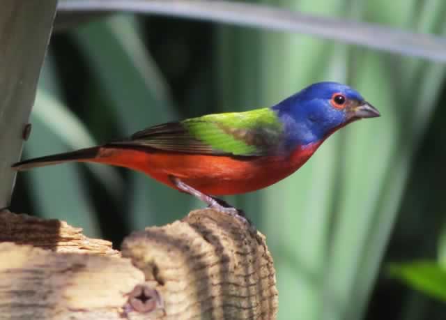 Male Painted Bunting