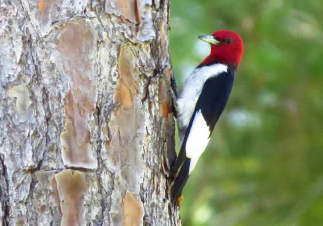 Red-Headed Woodpecker