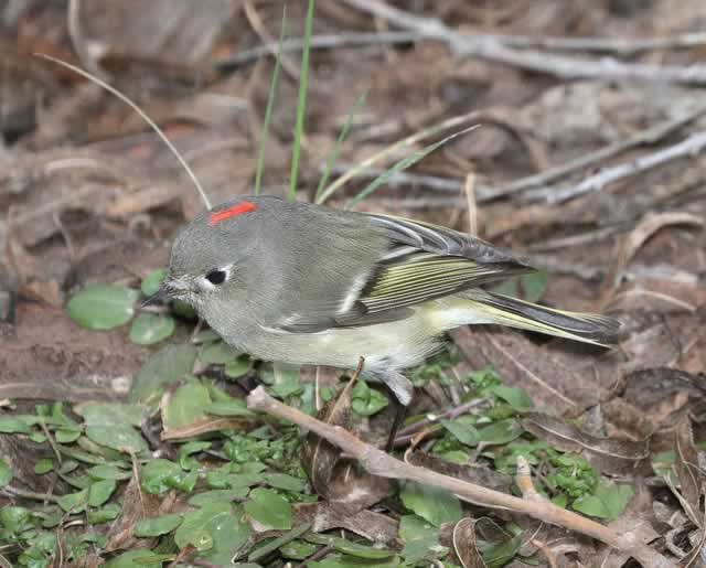 Ruby-Crowned Kinglet