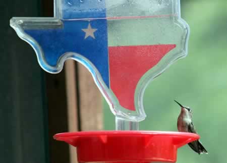 Ruby-throated hummingbird in Tyler on our Texas-shaped feeder! 
