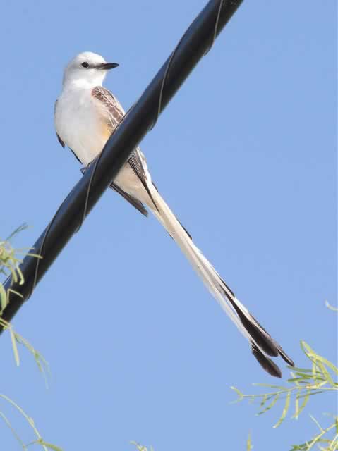 Scissor-Tailed Flycatcher