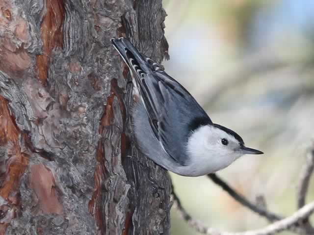 White Breasted Nuthatch