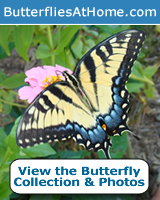 Colorul pink and yellow Lantana ... a butterfly favorite!