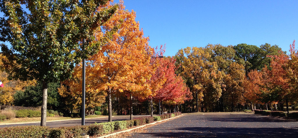 Fall colors at the Hollytree Country Club in Tyler Texas