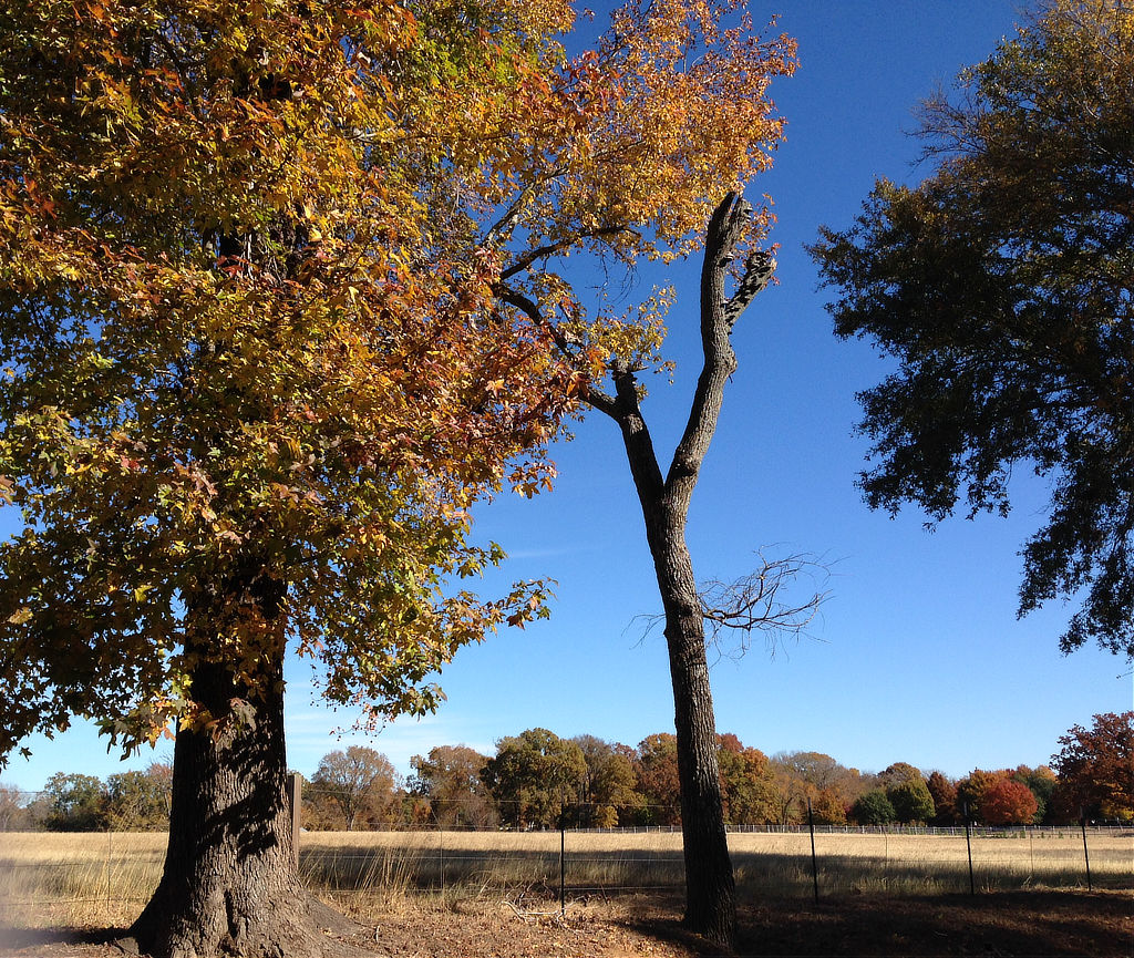 Fall colors on Saline Creek Road just west of Gresham, in East Texas