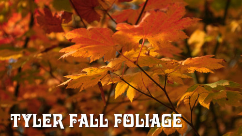 Fall Foliage in Tyler in the Piney Woods of East Texas