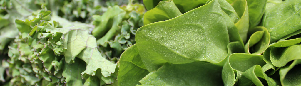 Freshly picked, crisp organic East Texas lettuce at a local farmers market