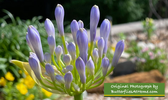 Agapanthus ... a lovely perennial 