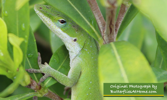 Green Anole in the ButterfliesAtHome garden