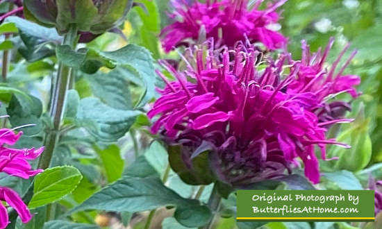 Pollinators & butterflies love Bee Balm