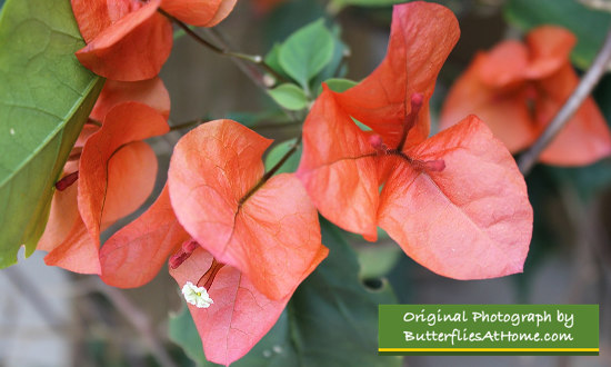 Bougainvillea 