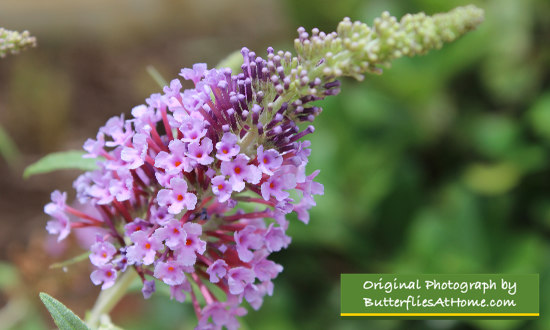 Pink Butterfly Bush