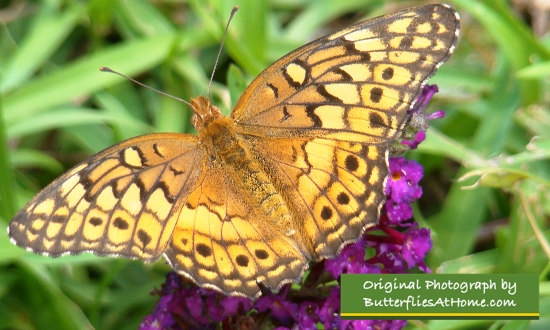 Variegated Fritillary