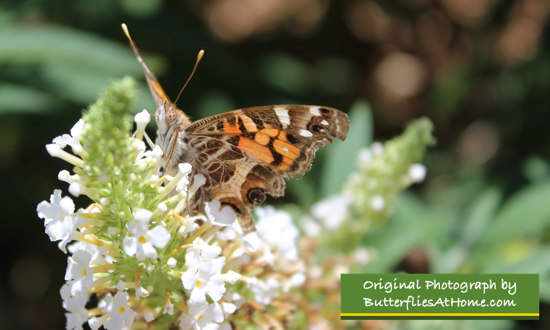 American Lady on White Butterfly Bush