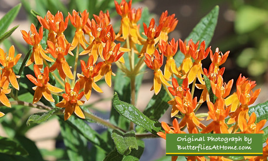 Butterfly Weed