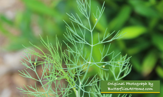 Dill ... with Black Swallowtail Eggs!