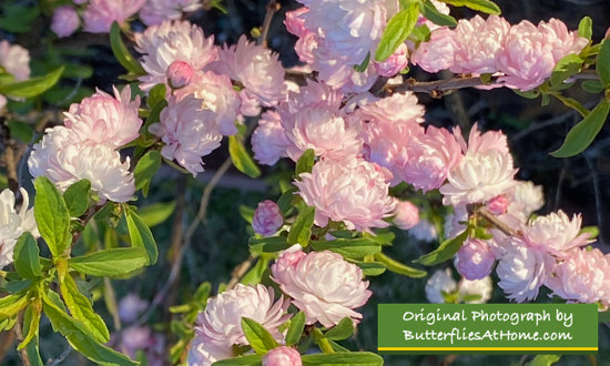 An old favorite ... Flowering Almond