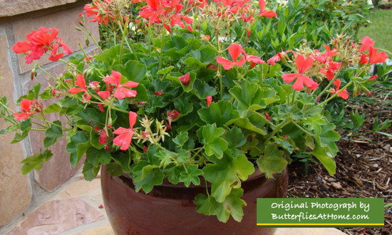 A fun pot of red Geraniums