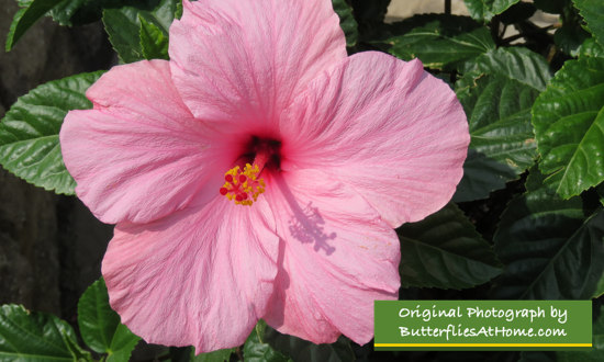 Delicate Pink Hibiscus