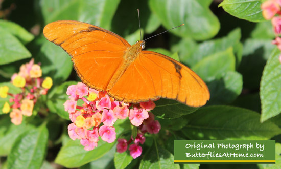 Julia Heliconian on Lantana