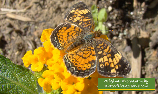 Pearl Crescent nectaring on Lantana