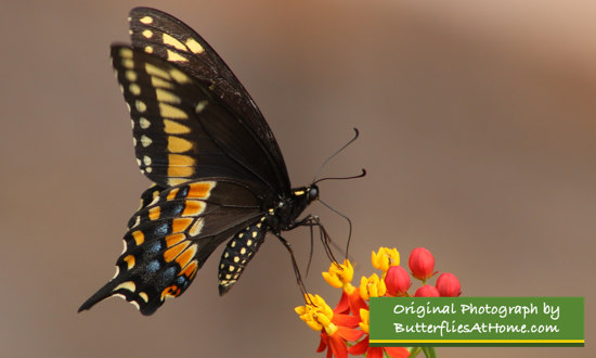 Black Swallowtail on Milkweed 