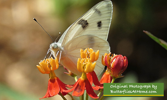 Checkered White Butterfly on Milkweed 