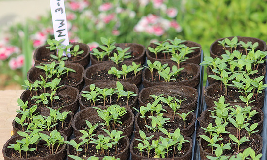 Tropical Milkweed planted from seed