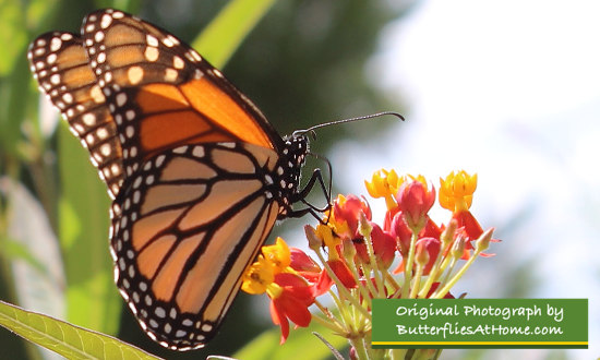 Monarch Butterfly on Milkweed 