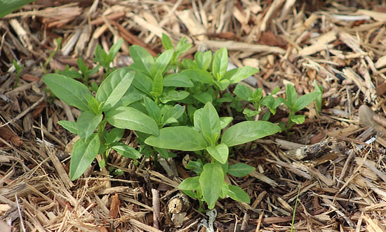 Milkweed sprouting at ground level after after a winter freeze