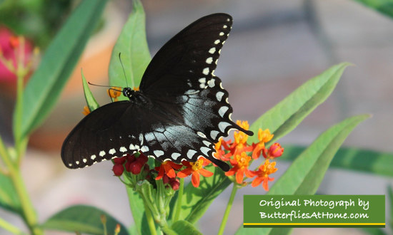 Spicebush Swallowtail on Milkweed 