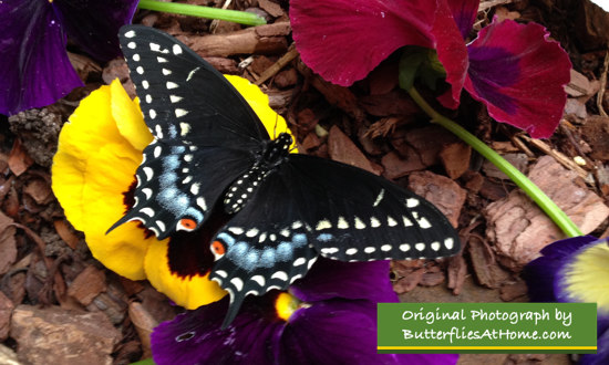 Black Swallowtail on Pansies