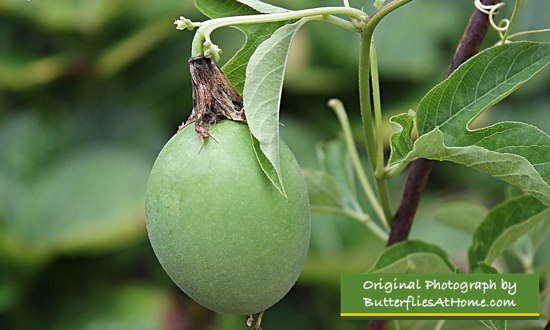 The Maypop ... fruit of the Native Passion Vine ... when stepped on, it may pop!