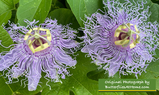 Native Texas Passion Vine Flowers