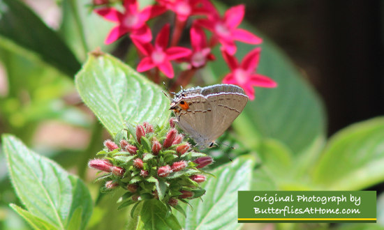 Gray Hairstreak on Pentas