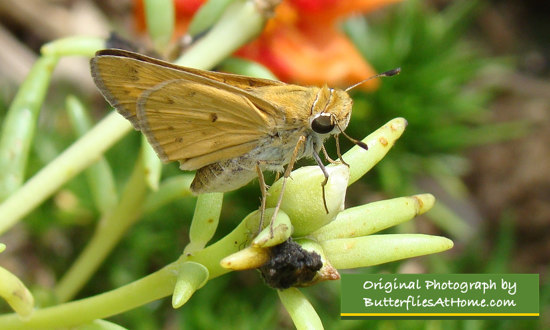 Skipper Enjoying Portulaca