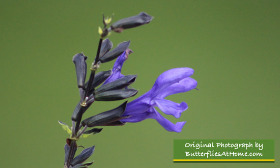 Black and Blue Salvia