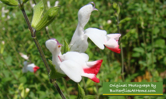 Hot Lips Salvia 