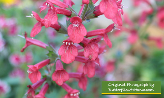 Pink Salvia