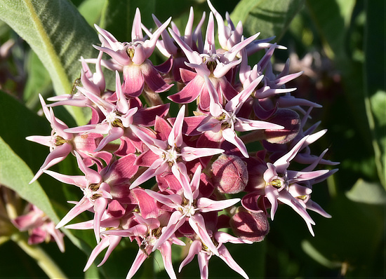 Showy Milkweed