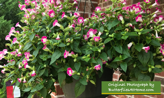 Pink Torenia ... in a hanging basket 