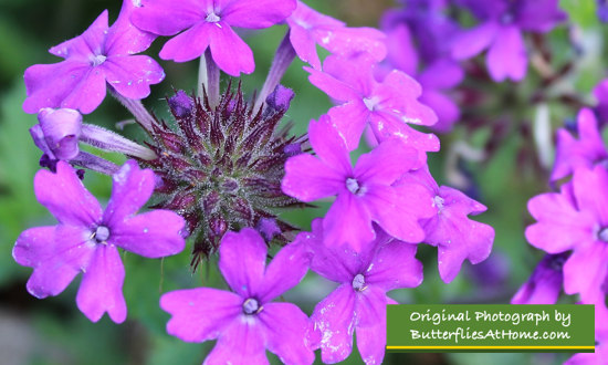 Pink Verbena