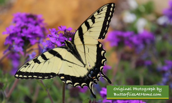 Male Tiger Swallowtail on Purple Verbena