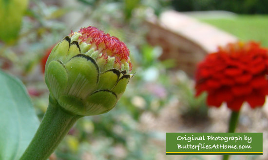 Budding California Giant Zinnia 