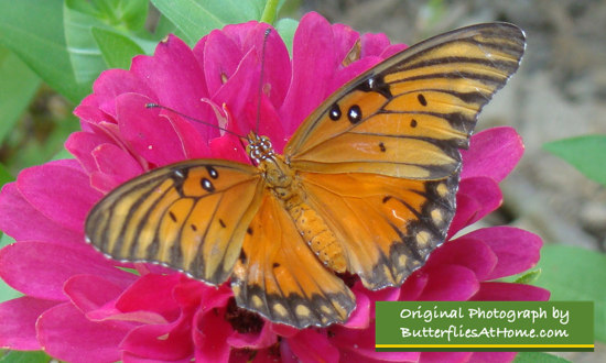 Gulf Fritillary nectaring on a pink Zinnia