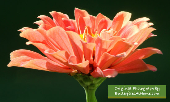 Beautiful orange California Giant Zinnia